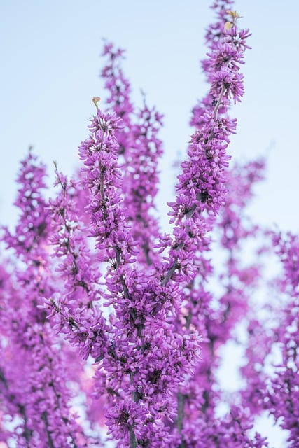 芙蓉王各系列香烟的价格范围是多少？